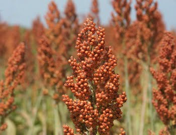 Red Corn - சோளம் சிவப்பு  500g image 0