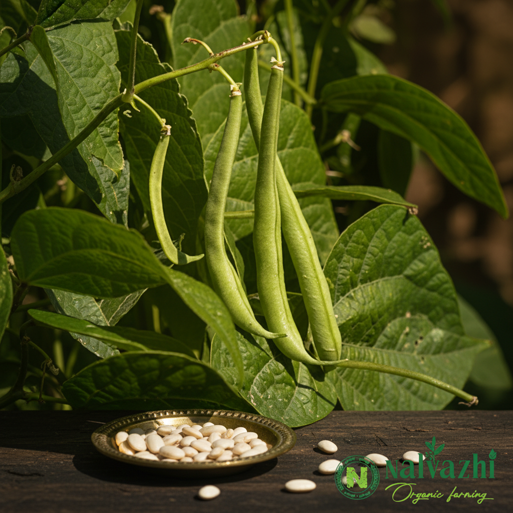 French Beans (Beans) long slender cylindrical green pods in clusters with cream bean seeds in brass plate — Nalvazhi Organic native seeds