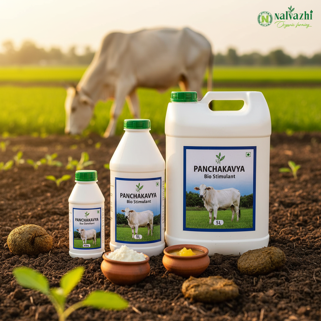 Nalvazhi Panchakavya Bio Stimulant - 500ml, 1 litre and 5 litre sizes combined on fertile soil with Indian cow and farm background