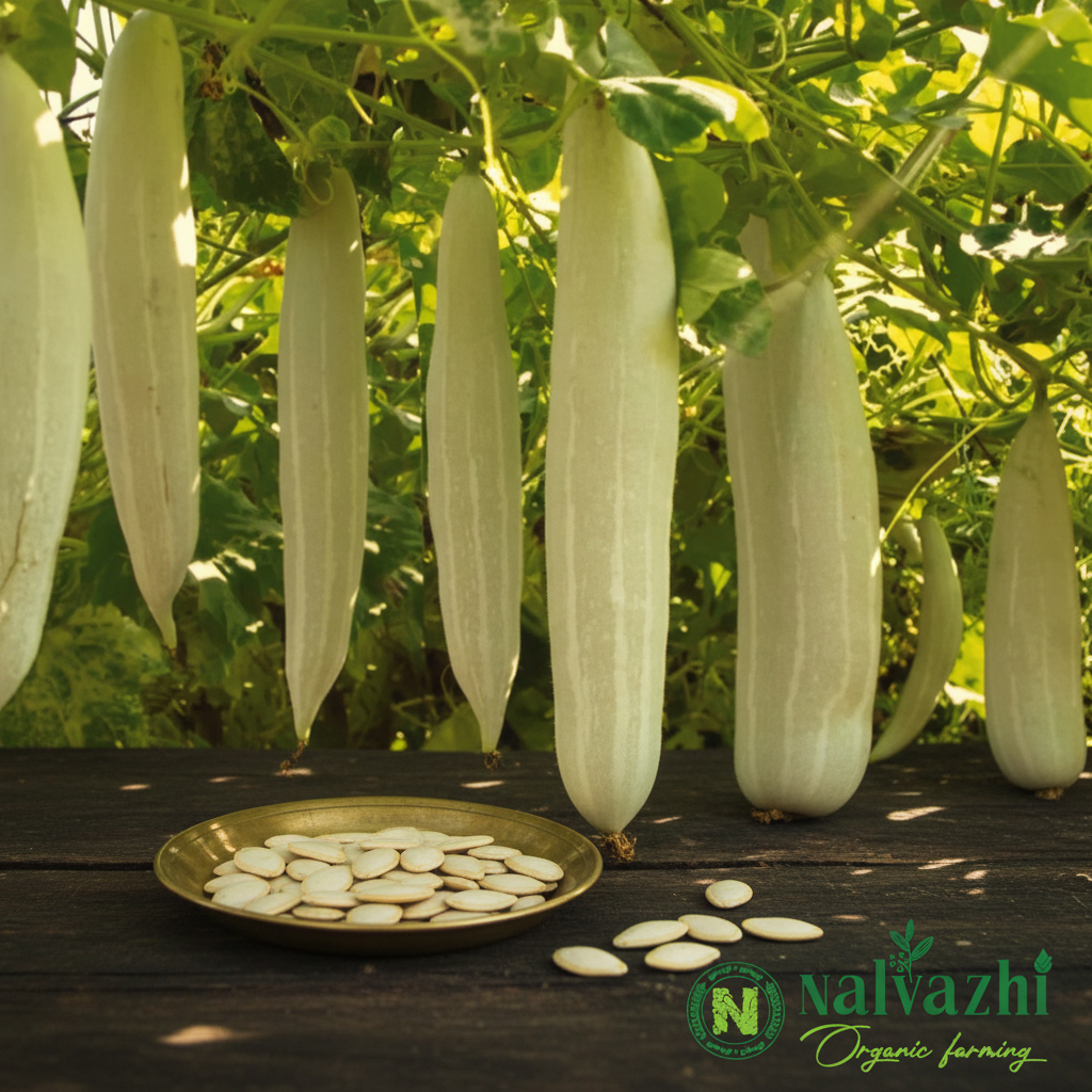 White Snake Gourd (Pudalangai) long straight pale white-cream gourds hanging vertically from vine with flat cream seeds in brass plate — Nalvazhi Organic native seeds