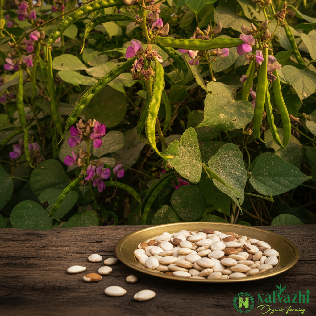 Kodi Avarai (Field Bean) long flat green pods with purple-pink flowers and cream seeds in brass plate — Nalvazhi Organic native seeds