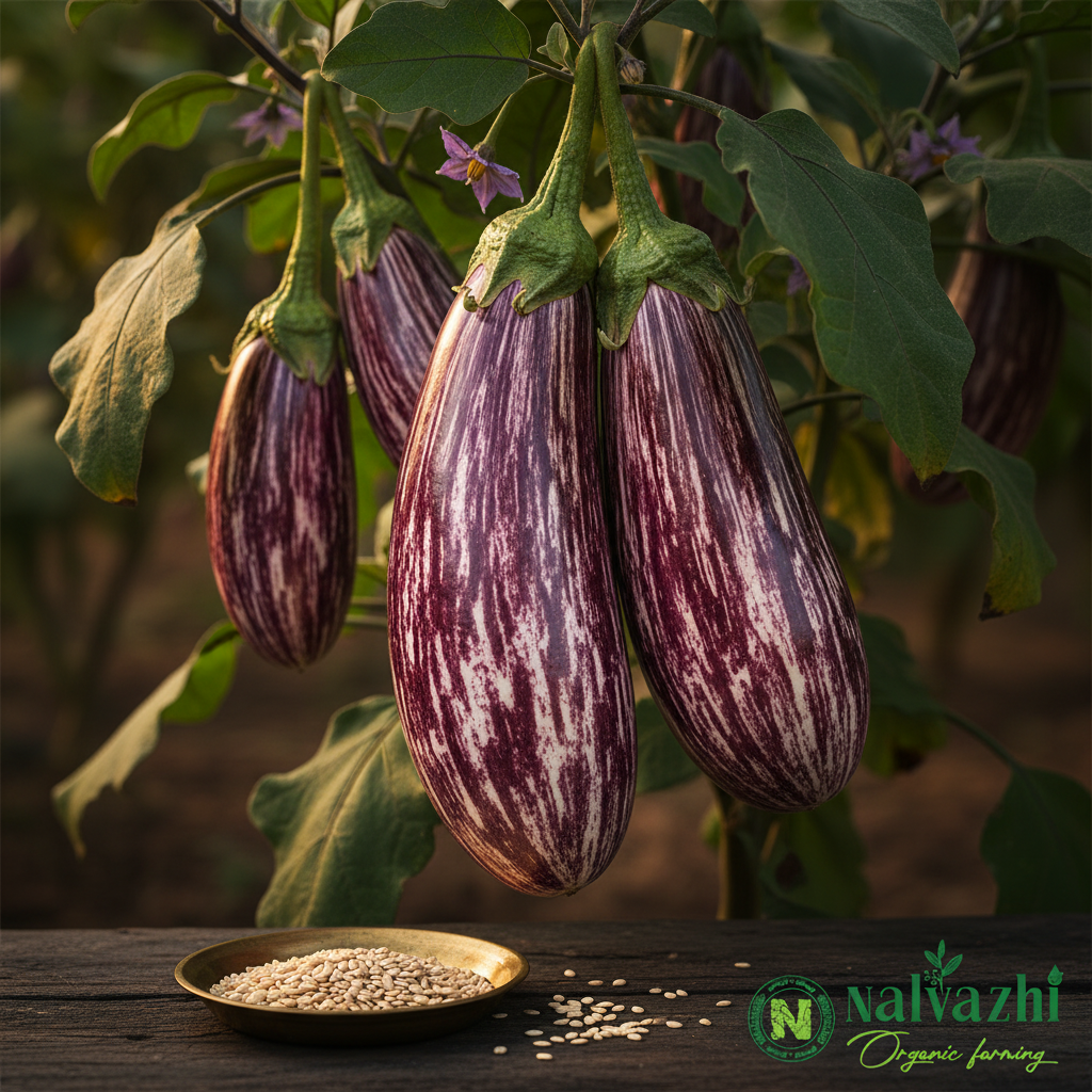 Striped Brinjal (Vari Kathirikkai) purple and white striped elongated fruits with purple flowers and cream seeds in brass plate — Nalvazhi Organic native seeds