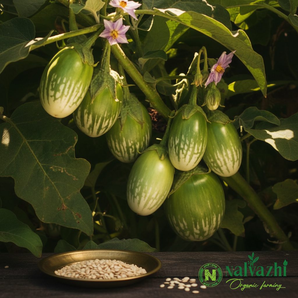 Green Striped Brinjal (Pachai Kathirikkai) oval fruits with white stripes and purple flowers with cream seeds in brass plate — Nalvazhi Organic native seeds