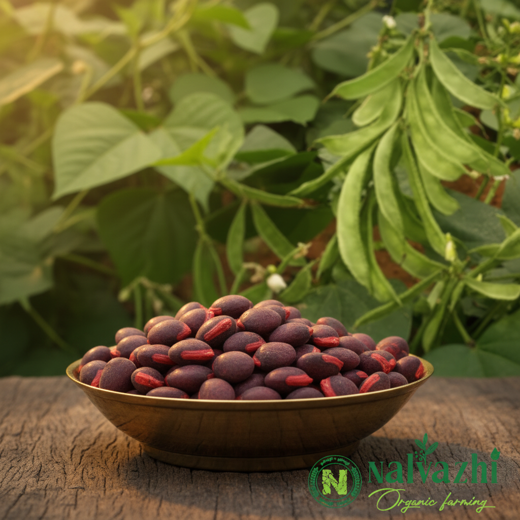 Chedi Avarai Seeds — dark maroon seeds in brass bowl with green pods on plant — Nalvazhi Organic native seeds