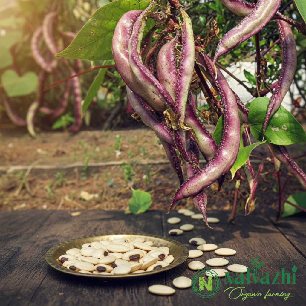 Kozhi Avarai (Hyacinth Bean) long twisted curling deep purple-maroon mature pods on dark stems with white seeds in brass plate — Nalvazhi Organic native seeds