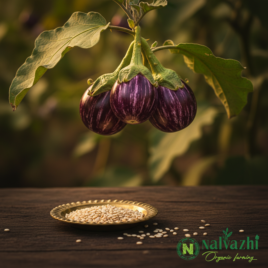 Manapaarai Kathirikkai small round deep purple brinjals with white stripes in clusters and cream seeds in brass plate — Nalvazhi Organic native seeds