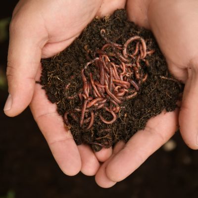 Bio Fertilizers - இயற்கை விவசாயத்திற்கு தேவையான பயோ உரங்கள்