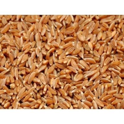 Samba Wheat – சம்பா கோதுமை 500gm