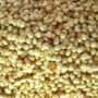 White Corn