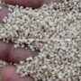 Kodo Millet